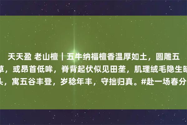 天天盈 老山檀｜五牛纳福檀香温厚如土，圆雕五牛各具情态。或俯首啮草，或昂首低哞，脊背起伏似见田垄，肌理绒毛隐生暗香。可奉案头，寓五谷丰登，岁稔年丰，守拙归真。#赴一场春分野趣之约# #茶室书斋雅玩# #老山檀香#